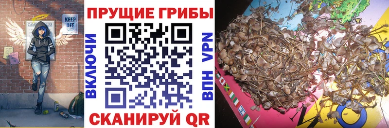 наркошоп  Апшеронск  Псилоцибиновые грибы Psilocybe 
